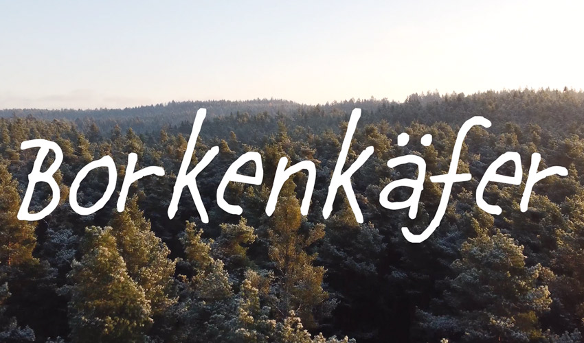 borkenkafer text, a forest